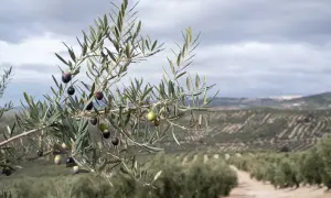 Rama de olivo con aceitunas maduras y verdes, con un campo de olivos al fondo. Un paisaje que invita a descubrir qué ver en Úbeda y Baeza.