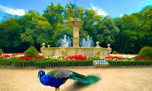 Pavo real azul y verde junto a una fuente monumental en un jardín con flores rojas. Un bonito ver en Valladolid.