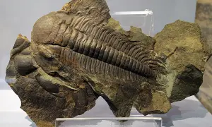Fósil de trilobites en el museo ciencias naturales zaragoza. Un impresionante ejemplar prehistórico conservado en roca.