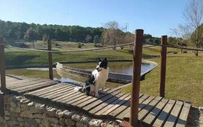 Perro border collie sentado en un puente de madera, disfrutando de un día soleado en un parque de Zaragoza, ideal para un picnic.