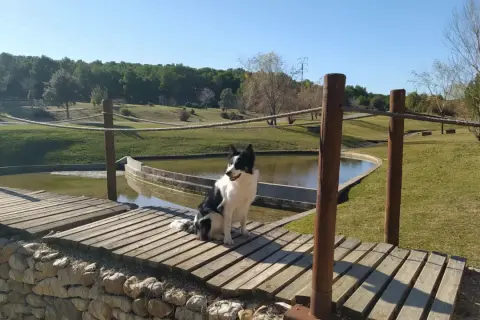 Perro border collie sentado en un puente de madera, disfrutando de un día soleado en un parque de Zaragoza, ideal para un picnic.