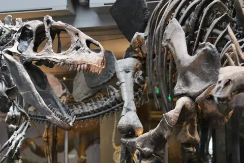 Esqueletos de dinosaurios en exhibición en Dinópolis Zaragoza, con un cráneo de aspecto feroz y dientes afilados en primer plano.