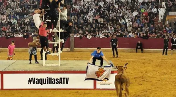 Jóvenes en una estructura metálica, un chico con una bandera y una vaquilla en la arena. Celebración de las vaquillas fiestas del pilar.