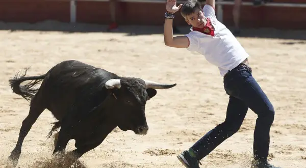 Un joven esquiva un toro bravo en la plaza. Consulta el **horario vaquillas Zaragoza** para no perdértelo.