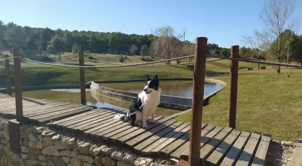 Perro border collie sentado en un puente de madera, disfrutando de un día soleado en un parque de Zaragoza, ideal para un picnic.