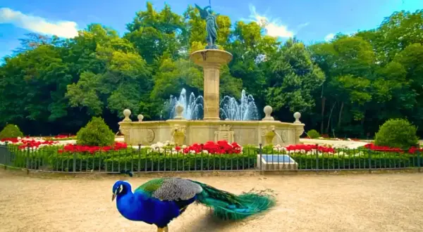 Pavo real azul y verde junto a una fuente monumental en un jardín con flores rojas. Un bonito ver en Valladolid.