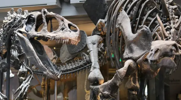 Esqueletos de dinosaurios en exhibición en Dinópolis Zaragoza, con un cráneo de aspecto feroz y dientes afilados en primer plano.