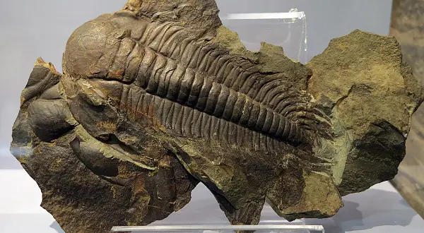 Fósil de trilobites en el museo ciencias naturales zaragoza. Un impresionante ejemplar prehistórico conservado en roca.