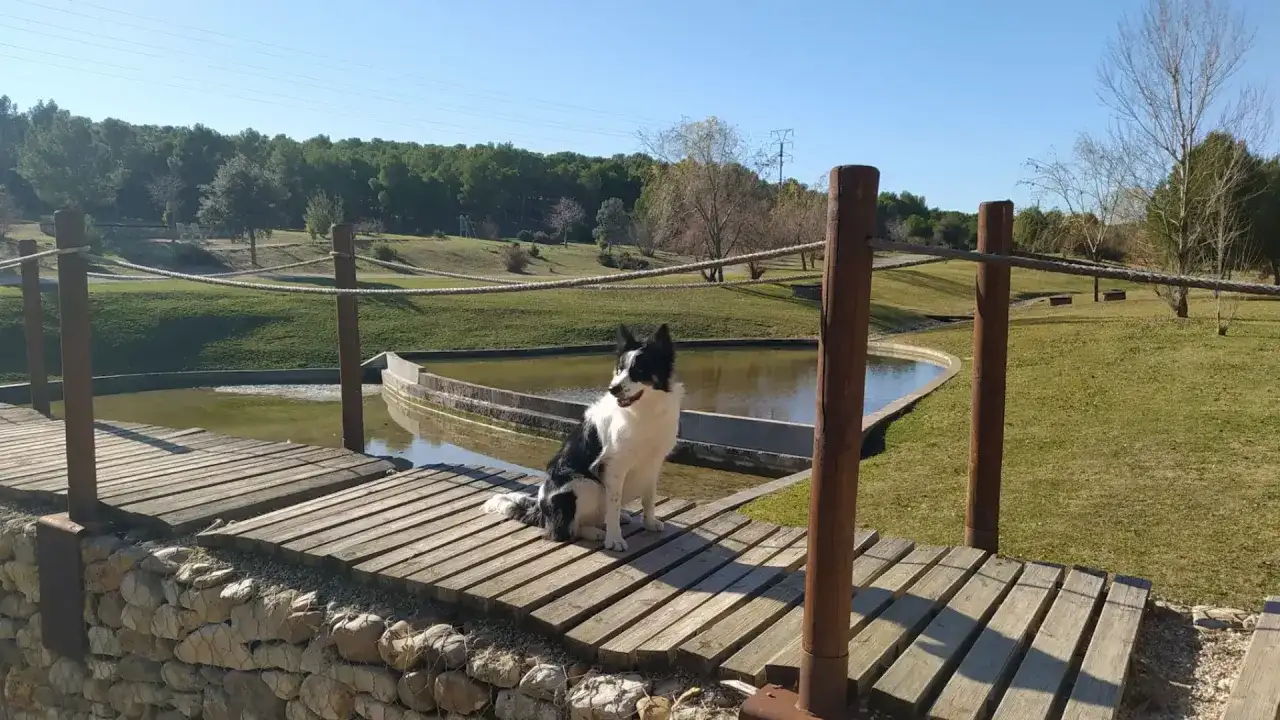 Perro border collie sentado en un puente de madera, disfrutando de un día soleado en un parque de Zaragoza, ideal para un picnic.