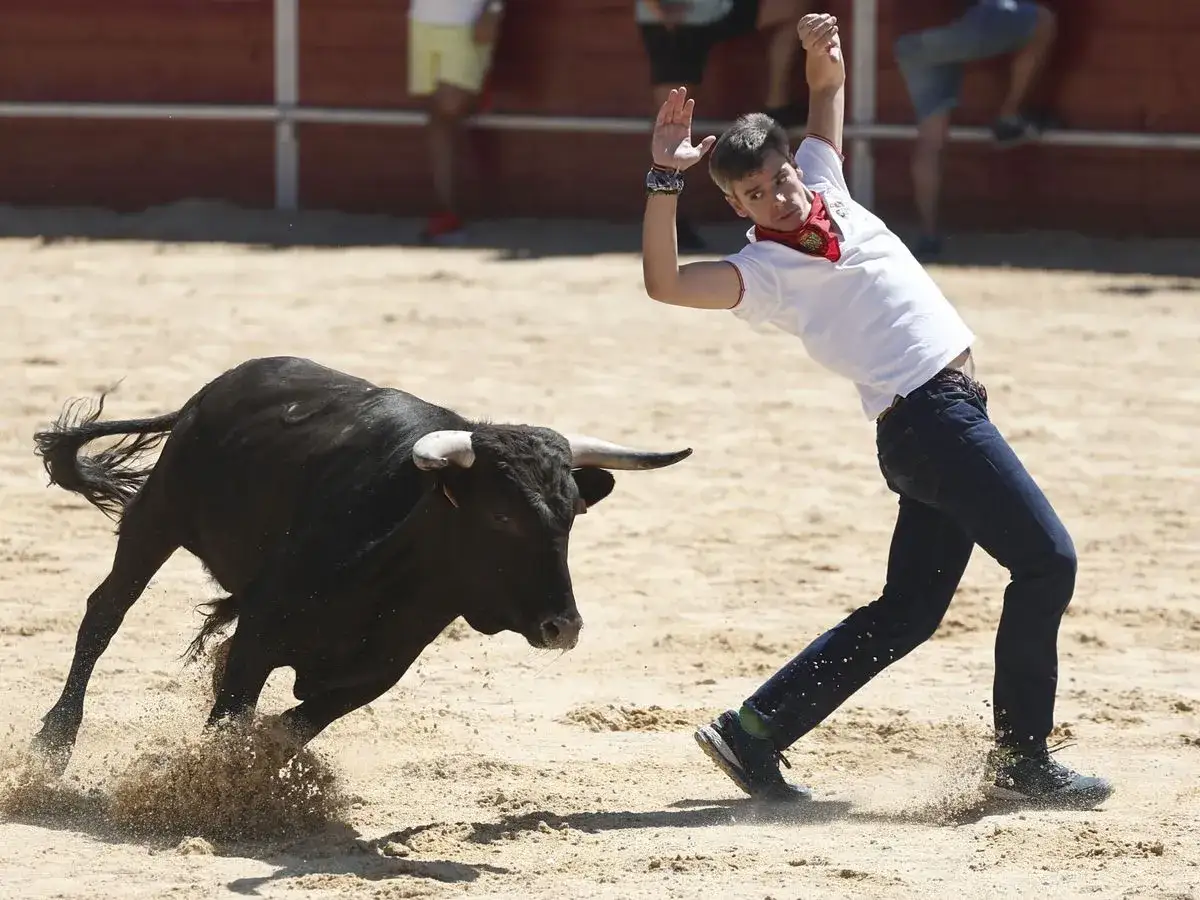 Un joven esquiva un toro bravo en las vaquillas de las fiestas del Pilar. Arena y emoción en la plaza.