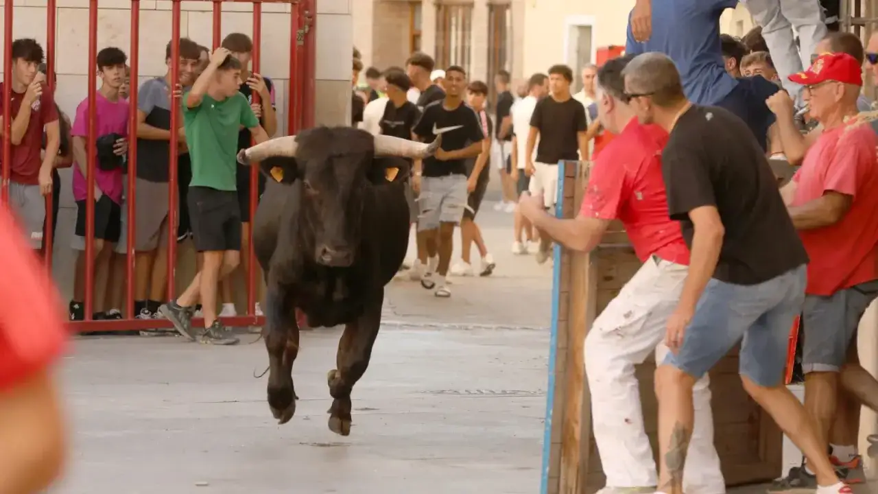 Un toro negro corre hacia la cámara durante las fiestas de Utebo, mientras la gente observa desde detrás de una valla.
