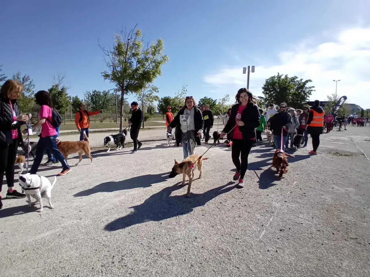 Gente y perros disfrutan de una andada canina en Zaragoza. El sol brilla en un día perfecto para pasear con tu mejor amigo.