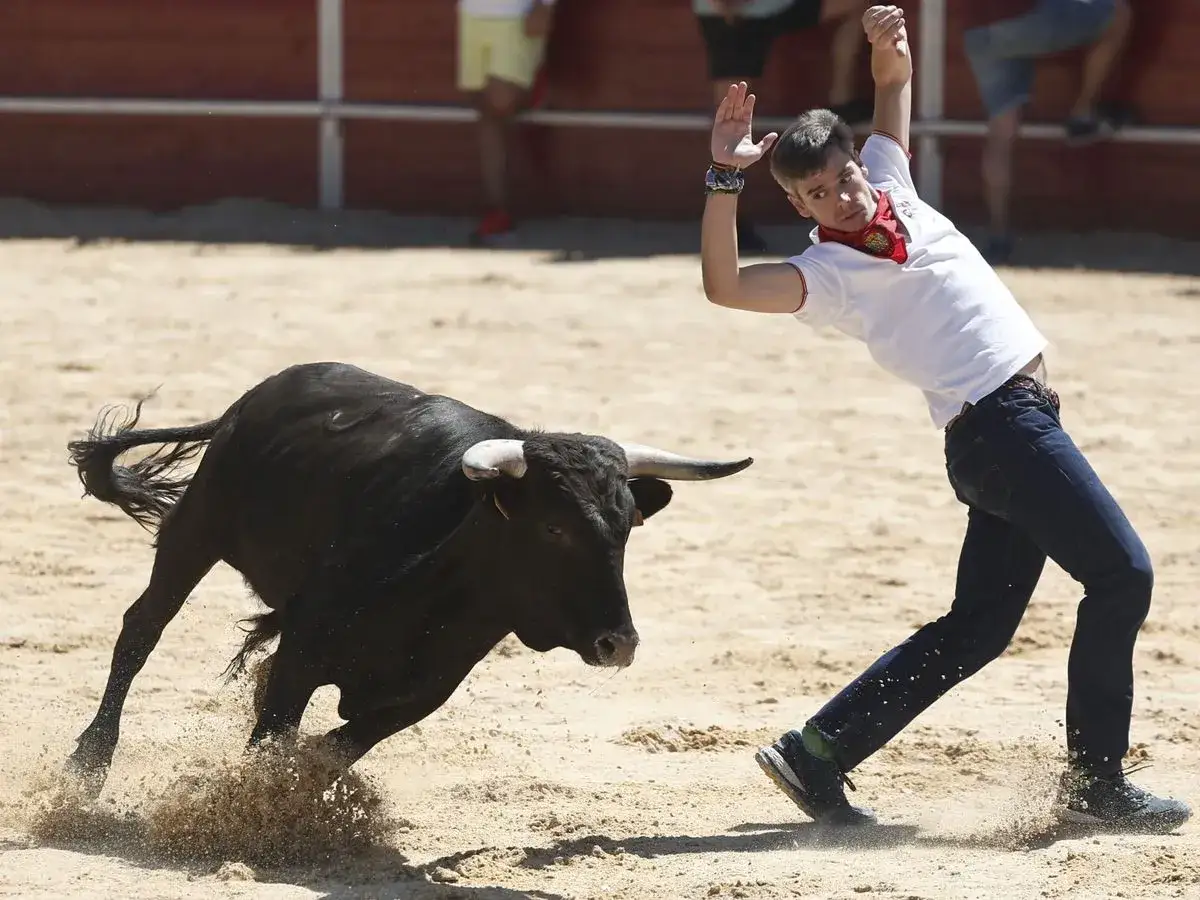Un joven esquiva un toro bravo en la plaza. Consulta el horario vaquillas Zaragoza para no perdértelo.