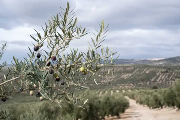 Rama de olivo con aceitunas maduras y verdes, con un campo de olivos al fondo. Un paisaje que invita a descubrir qué ver en Úbeda y Baeza.