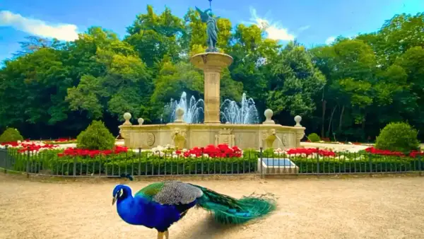 Pavo real azul y verde junto a una fuente monumental en un jardín con flores rojas. Un bonito ver en Valladolid.
