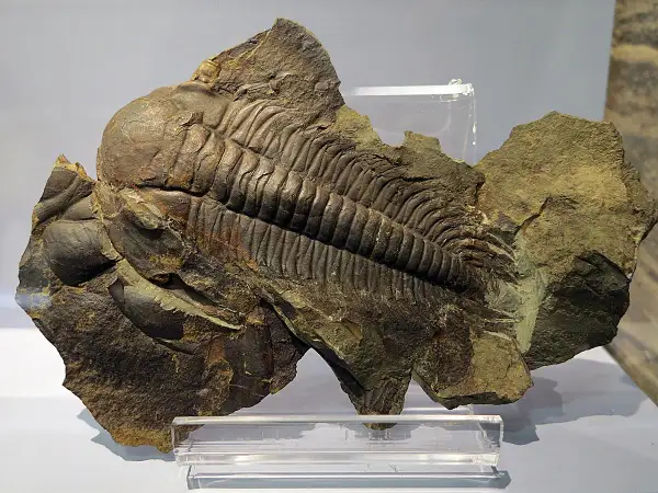 Fósil de trilobites en el museo ciencias naturales zaragoza. Un impresionante ejemplar prehistórico conservado en roca.